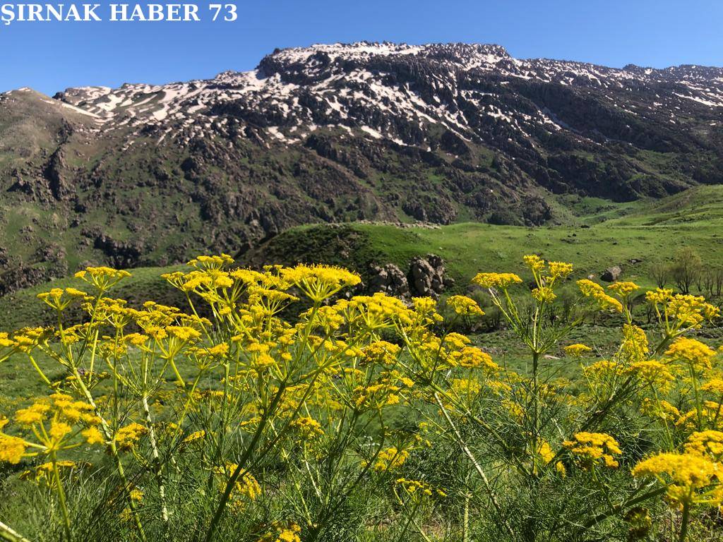 Doğa Severlerin Dört Gözle Beklediği Şırnak Dağları, Baharın Gelişiyle Ş 3