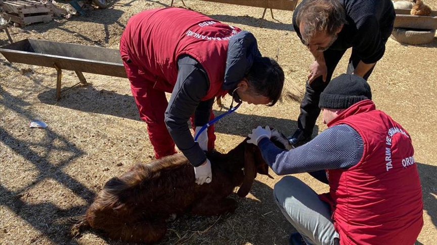 Tarım Ve Orman Bakanlığınca Deprem Bölgesinde Hayvan Çadırı, Yem Ve Mama Dağıtımı Devam Ediyor