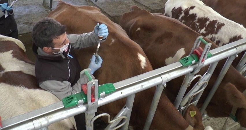 Şırnak'ta Büyükbaş hayvanlara şap aşısı yapılıyor