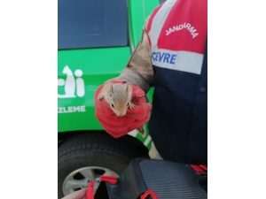 Şanlıurfa'da yolcu otobüsünde 15 sincap yavrusu ele geçirildi