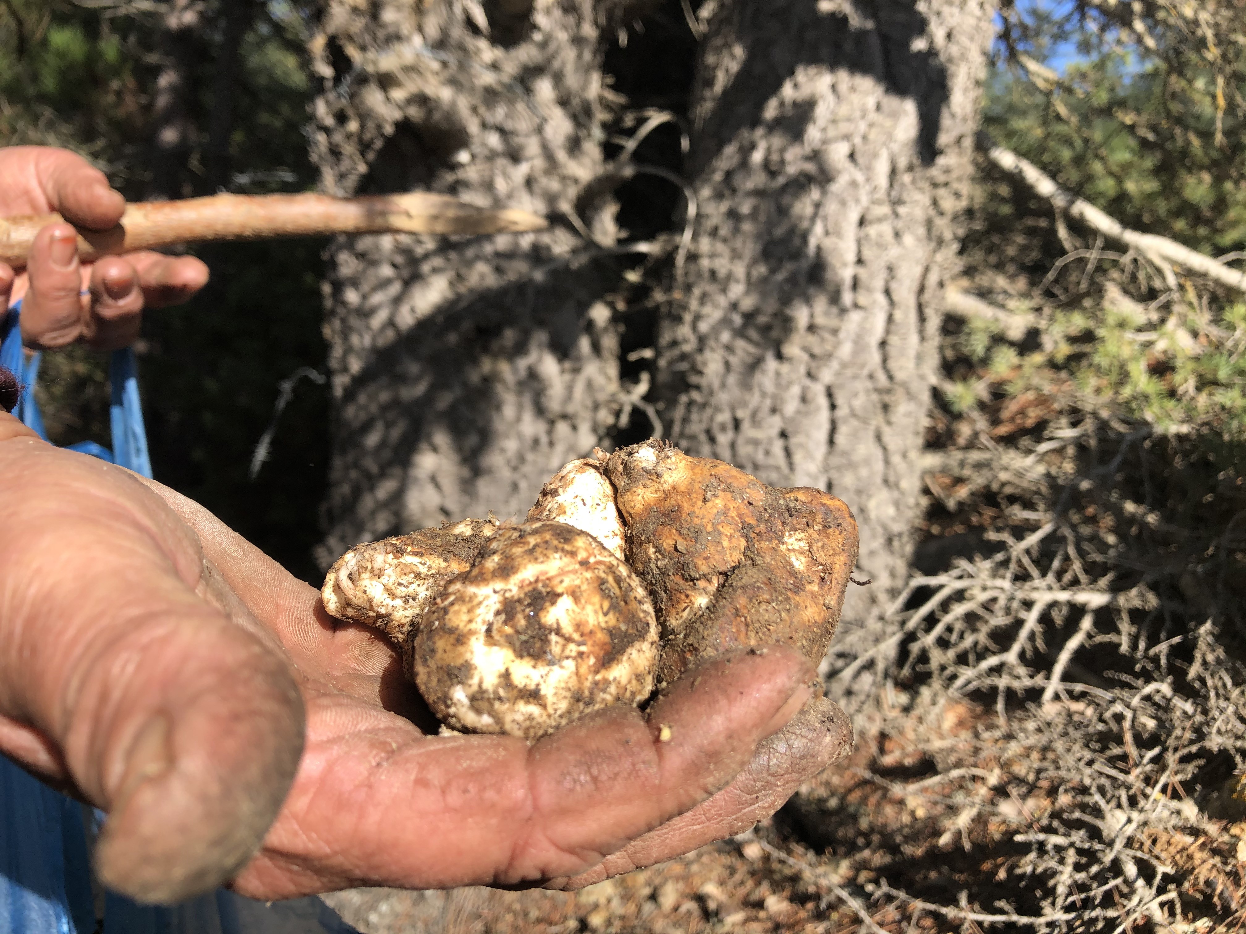 Her yerde onu arıyorlar: Kilosu 100 TL