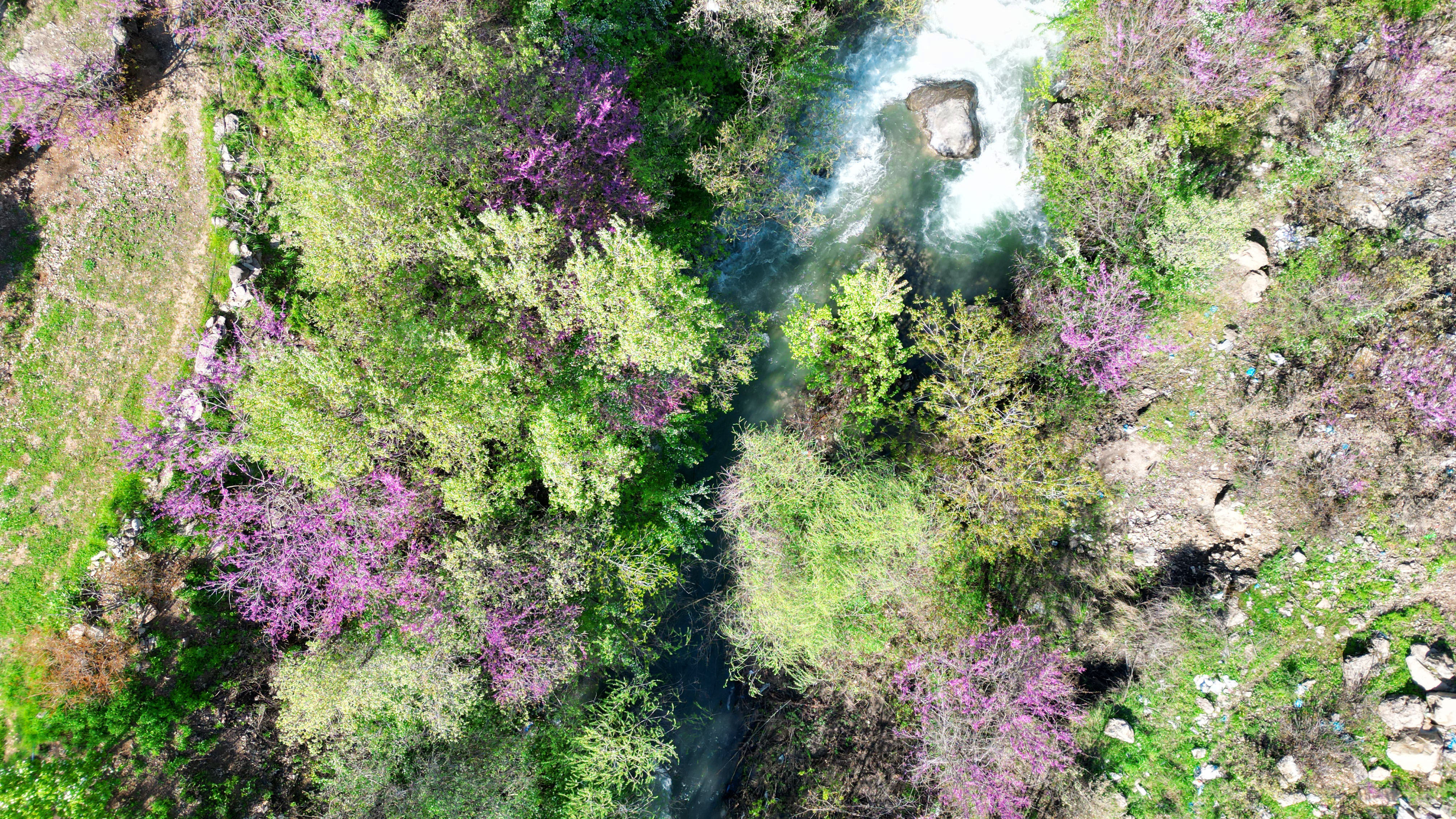 Şırnak'ta çiçek açan erguvan ağaçları doğaya renk kattı