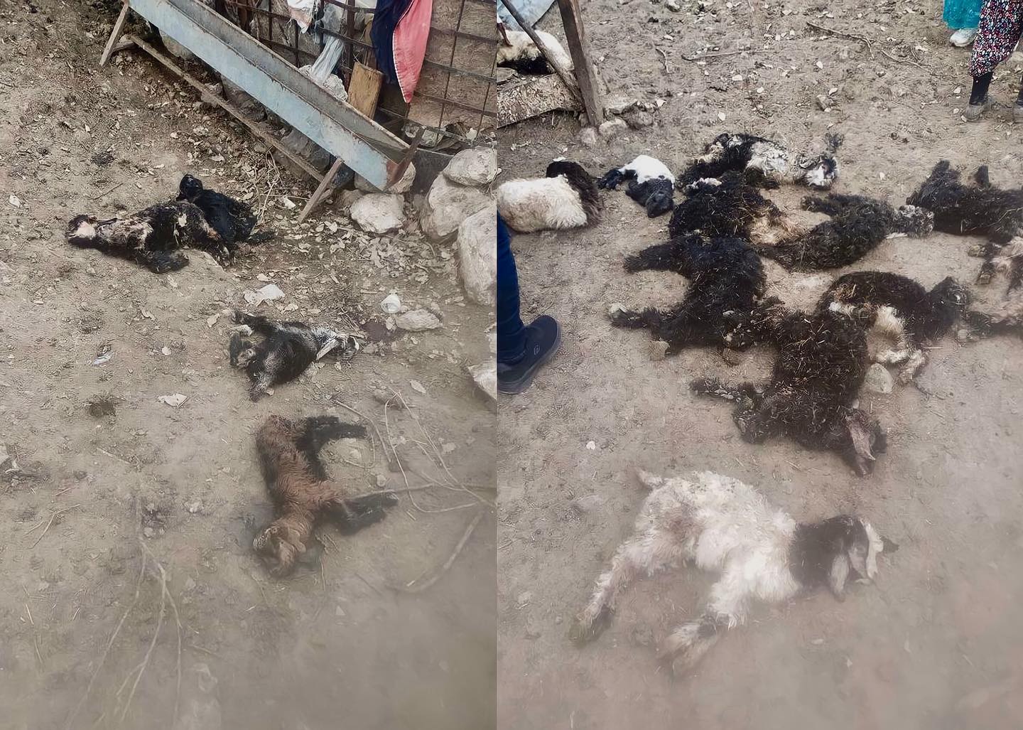 Şırnak'ta Ağıla Giren Başıboş Köpekler 25 Yavru Oğlak'ı Telef Etti