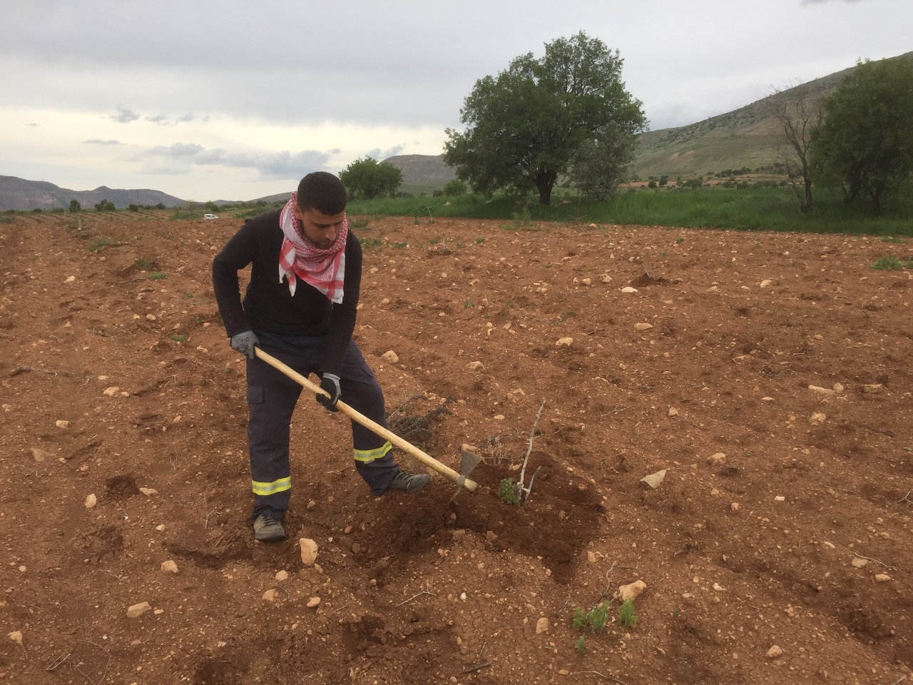 Gercüş Ovasında fıstık üreticilerinin çapa mesaisi başladı