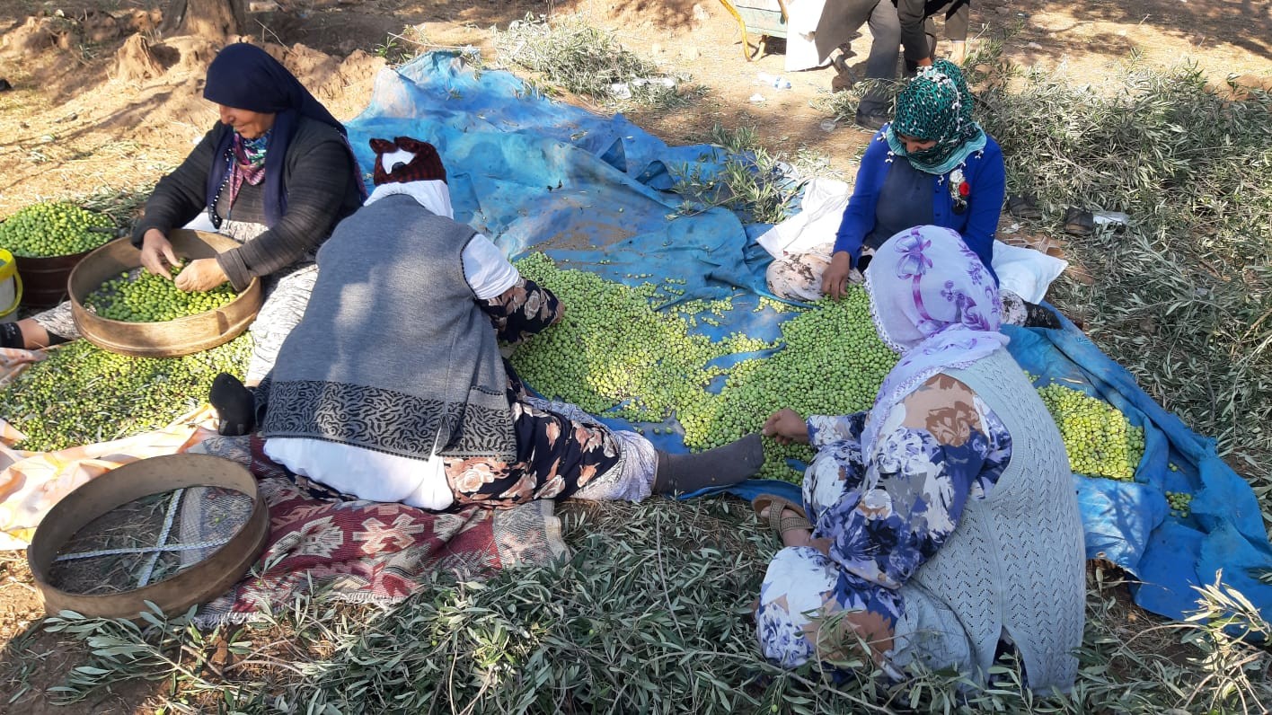 ÜNÜ DÜNYAYA YAYILAN DERİK ZEYTİNİNİN HASADI BAŞLADI
