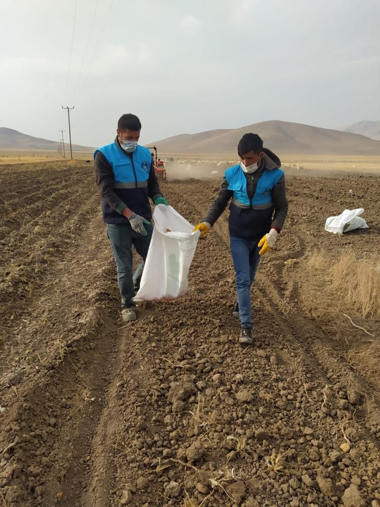 ÇALDIRAN BELEDİYESİNİN EKTİĞİ PATATESİN HASADINA BAŞLANDI