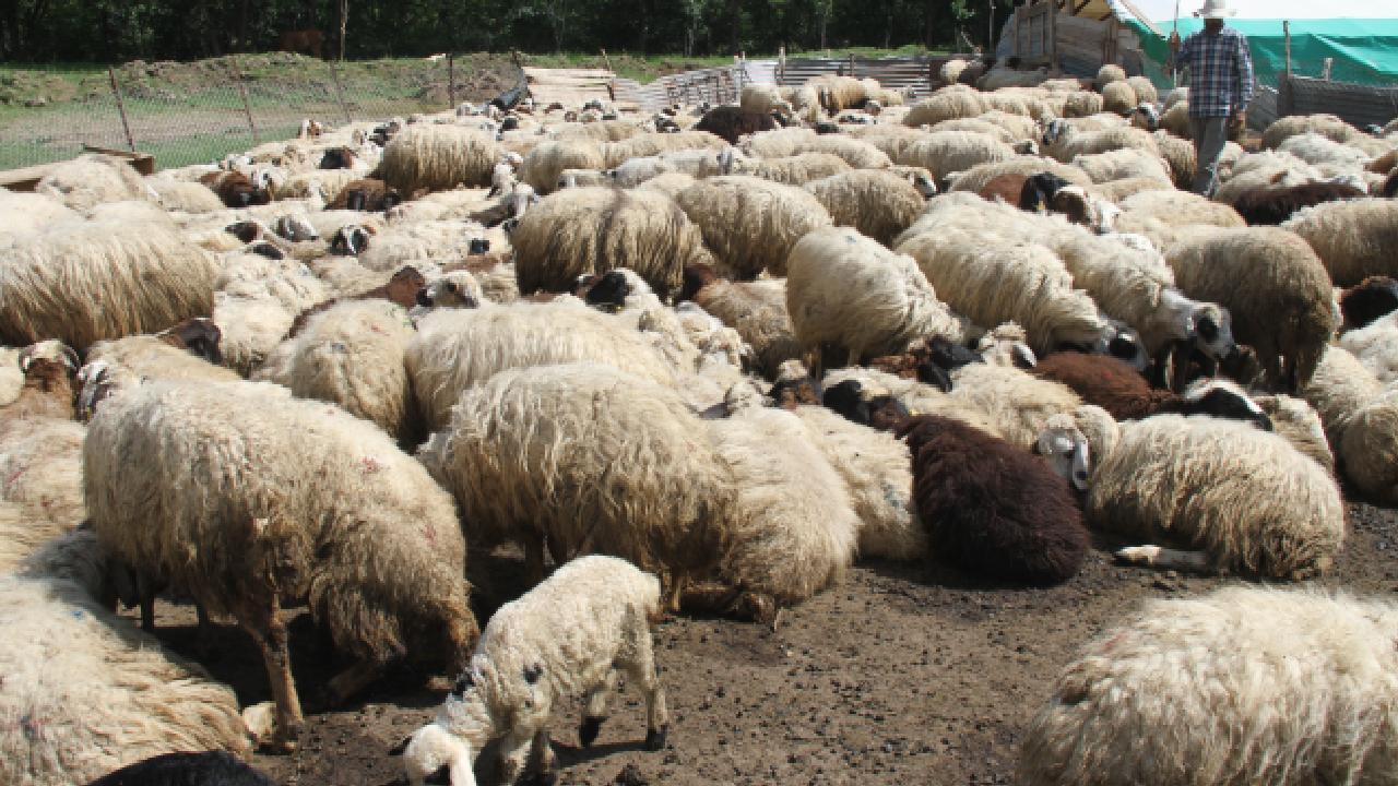 Kurt Sürüsü 20 Koyunu Telef Etti
