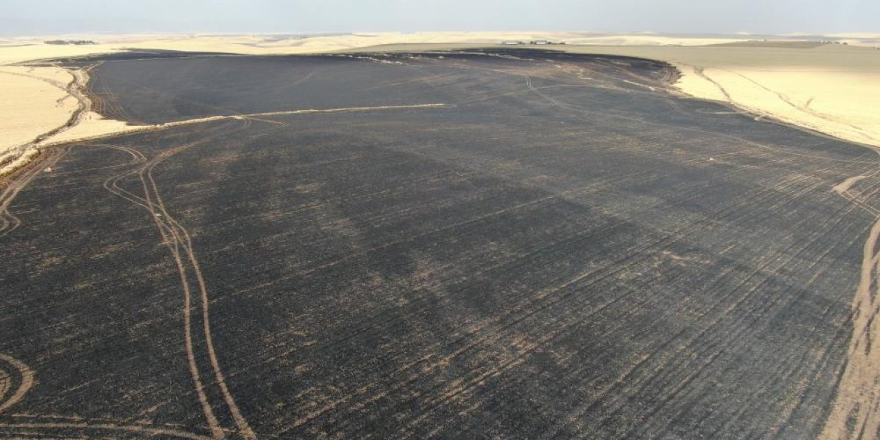 Bir sigara izmariti 700 dönümlük buğday tarlasını küle çevirdi