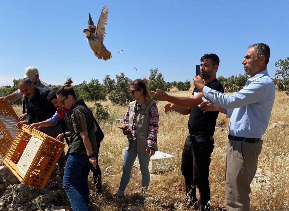 Şırnak'ta 600 Kınalı Keklik Doğal Yaşam Alanlarına Bırakıldı