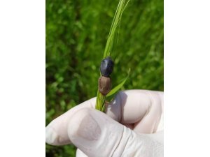 SİLOPİ’DE SÜNE İLE MÜCADELE ÇALIŞMASI BAŞLATILDI