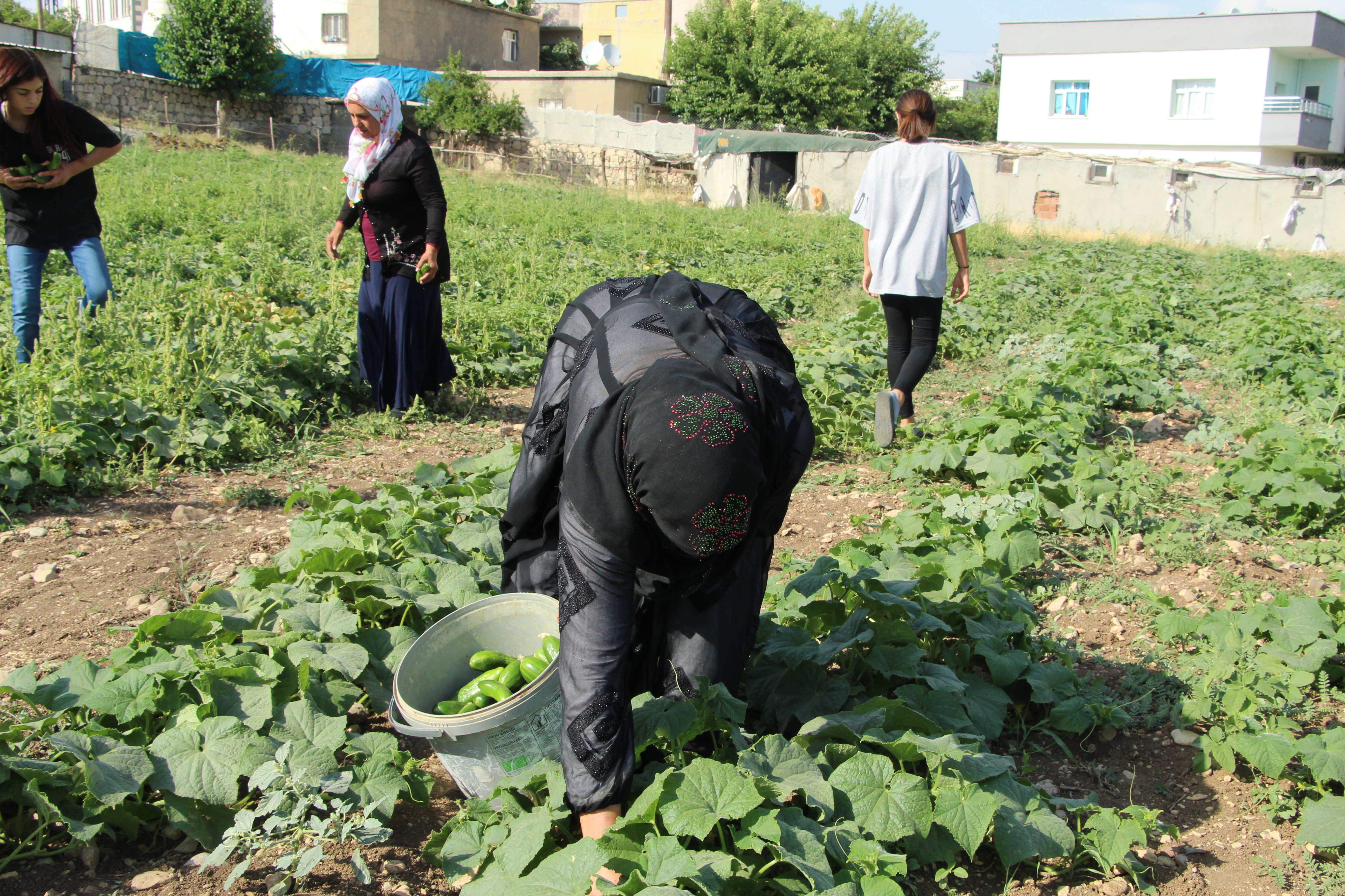 Şırnak'ta Sebzecilik Üretimi Kadınlara Emanet; Sebzede Dışarıya Bağlılık Azalıyor