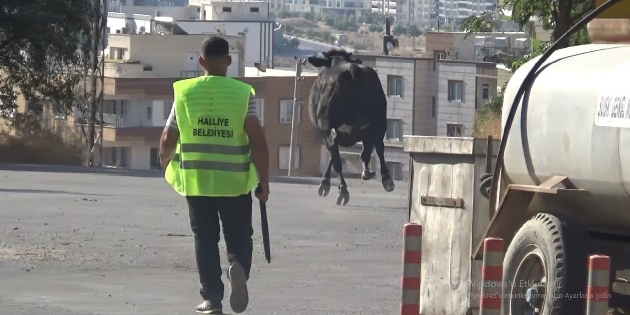 Kaçan Büyükbaş Kurbanlık Zor Anlar Yaşattı