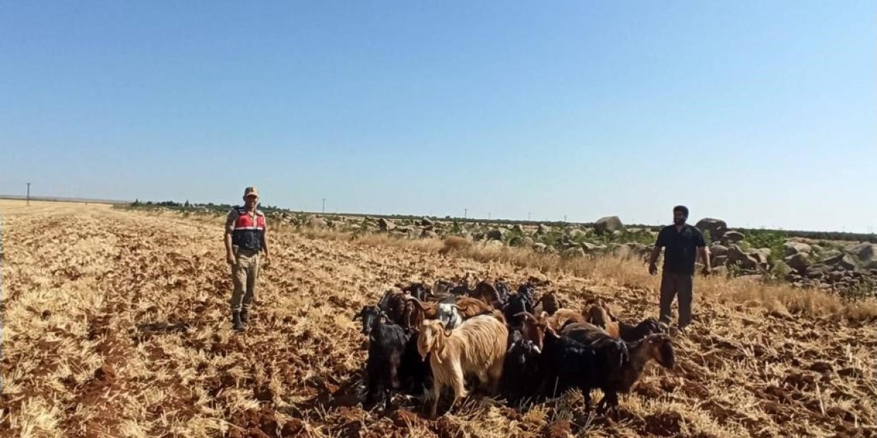 Kaybolan 15 Küçükbaş Hayvanı Jandarma Buldu