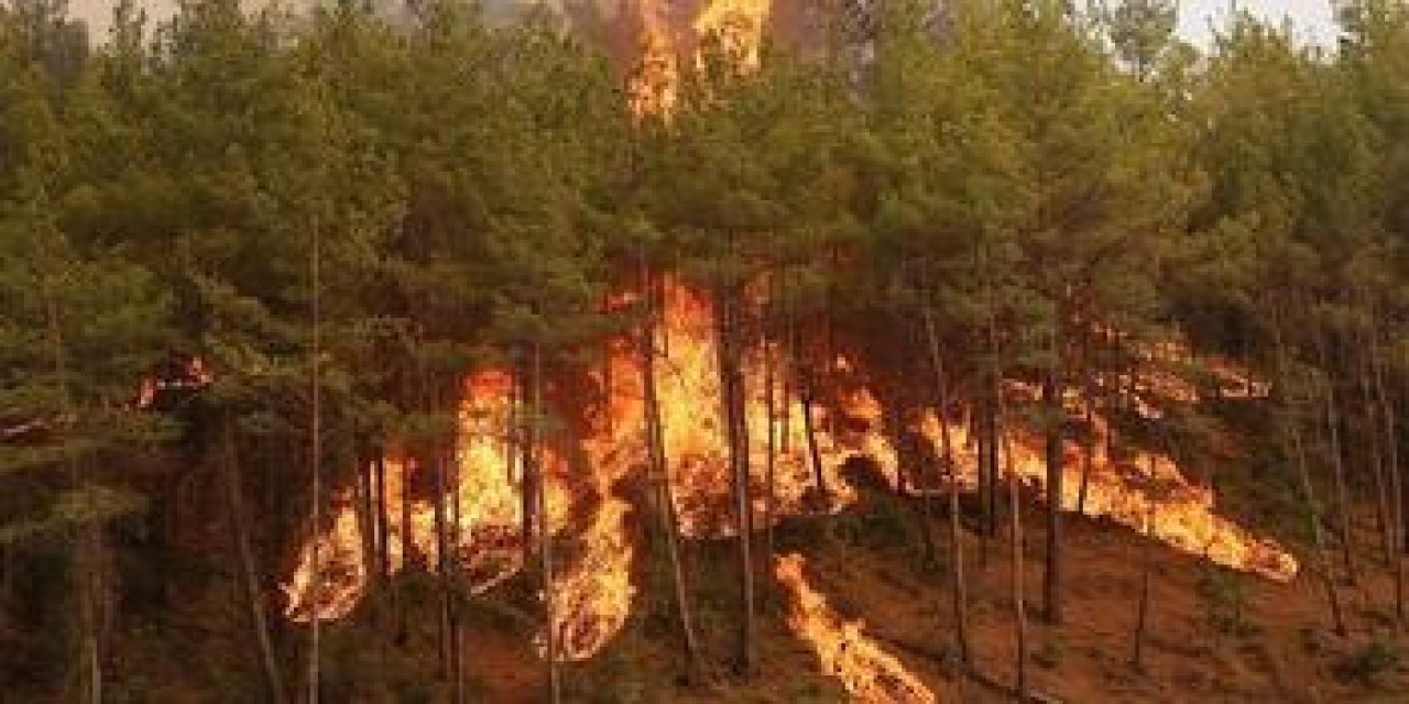 31 Ekim'e kadar ormanlara girişler yasak