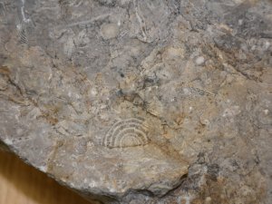 BEYTÜŞŞEBAP'TA 40 MİLYON YILLIK TAŞTA DENİZ CANLILARINA AİT FOSİLLER BULUNDU