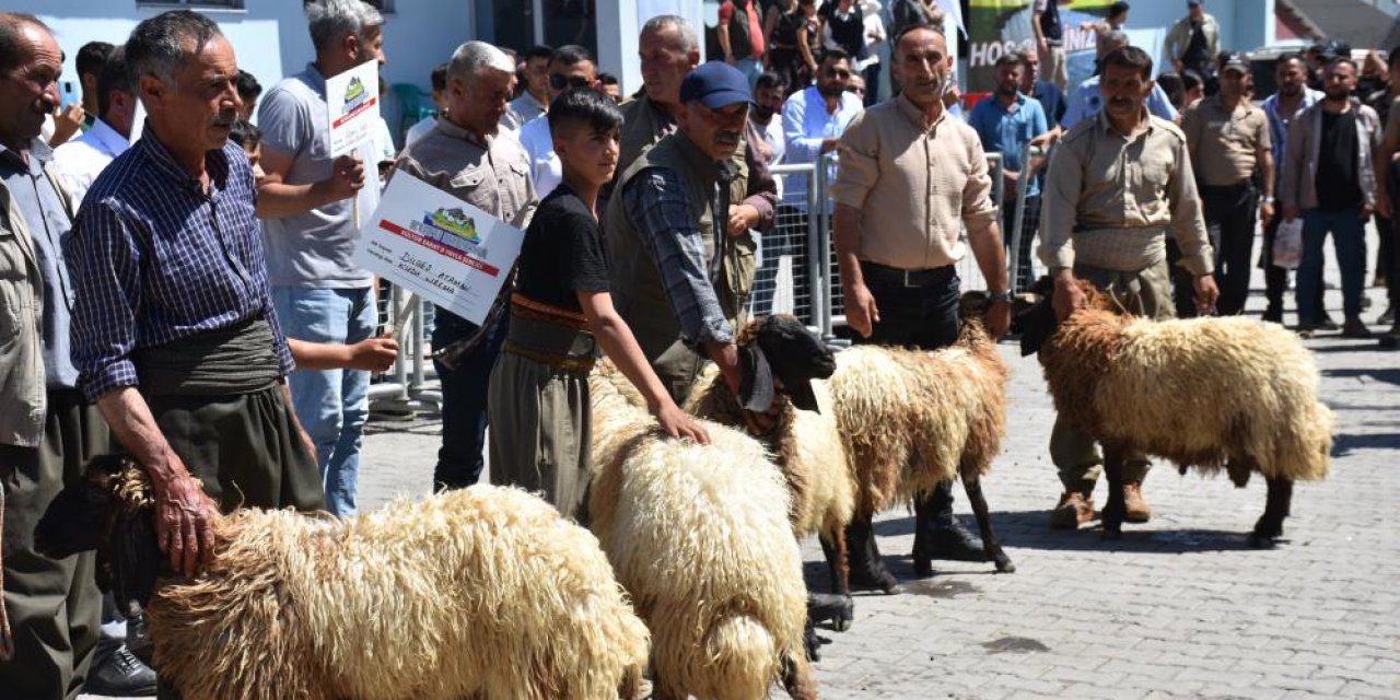 Geleneksel Kuzu Kırkma Festivali başladı