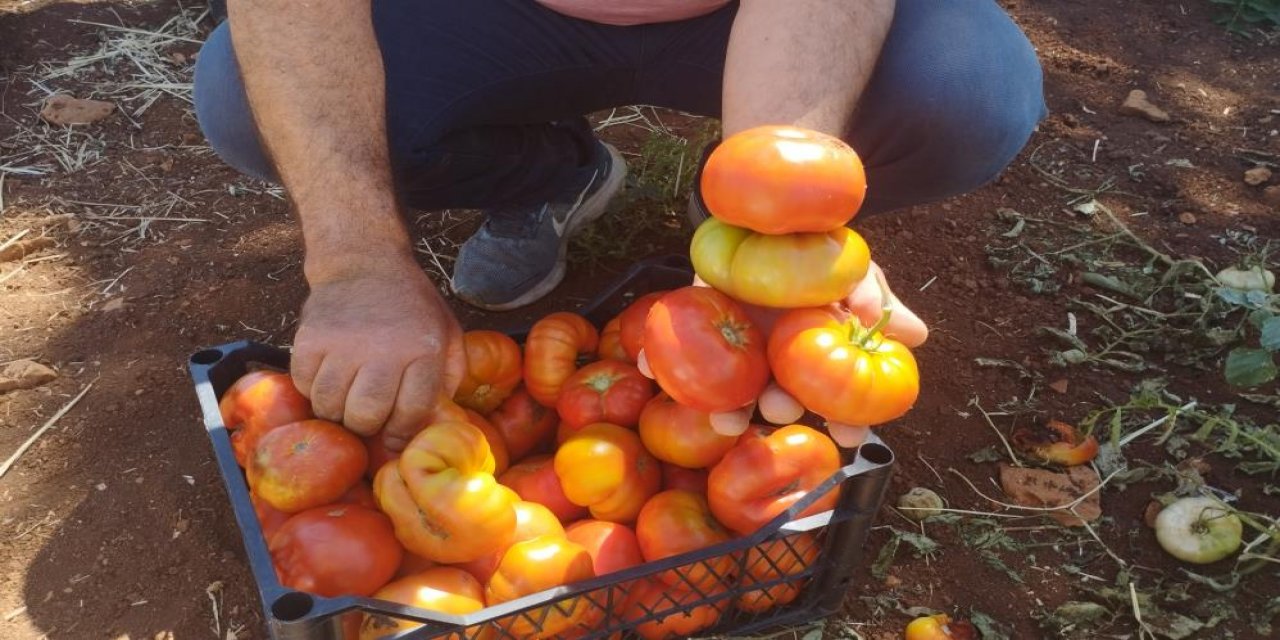 Yerli domatesi 10 liradan satıyor