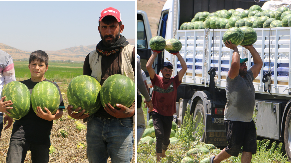 Diyarbakır'ın Meşhur Karpuzunun Hasadına Başlandı