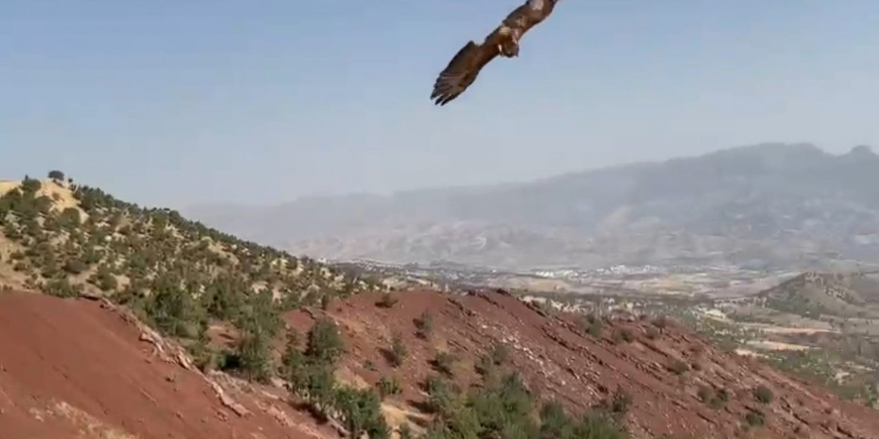 Şırnak’ta Kızıl Şahin Ve Yılan Kartalı Doğaya Bırakıldı