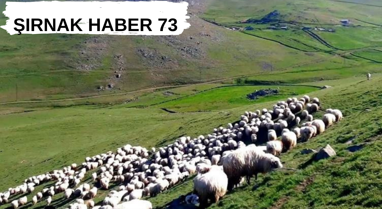 3 Çoban ve 400 Koyun Kaçırıldı