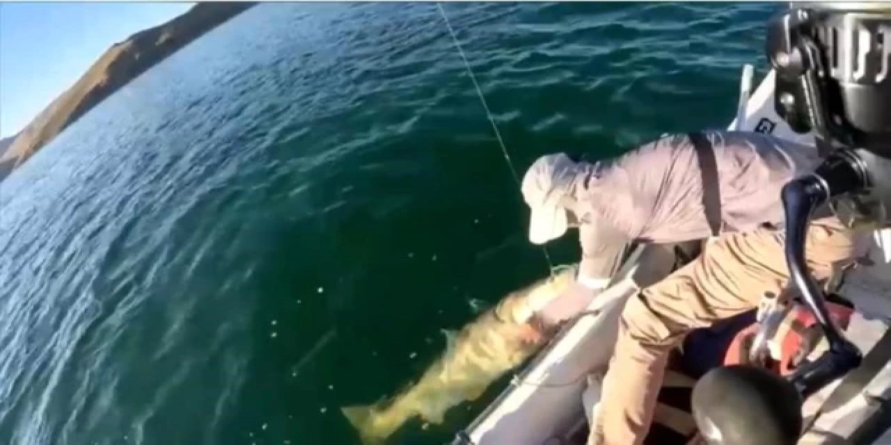 Barajda 46 Kilo Ağırlığında Turna Balığı Yakaladı