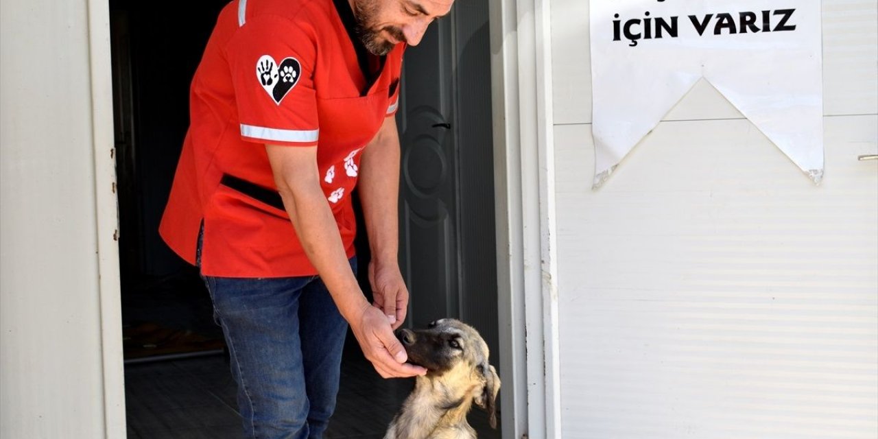 200 sahipsiz köpek kısırlaştırıldı