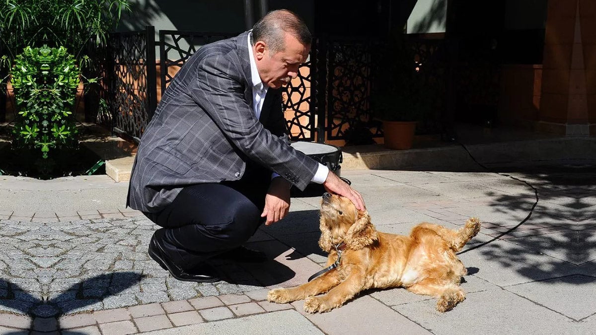 Cumhurbaşkanı Erdoğan Sokak Köpekleri Hakkındaki Kararını Açıkladı