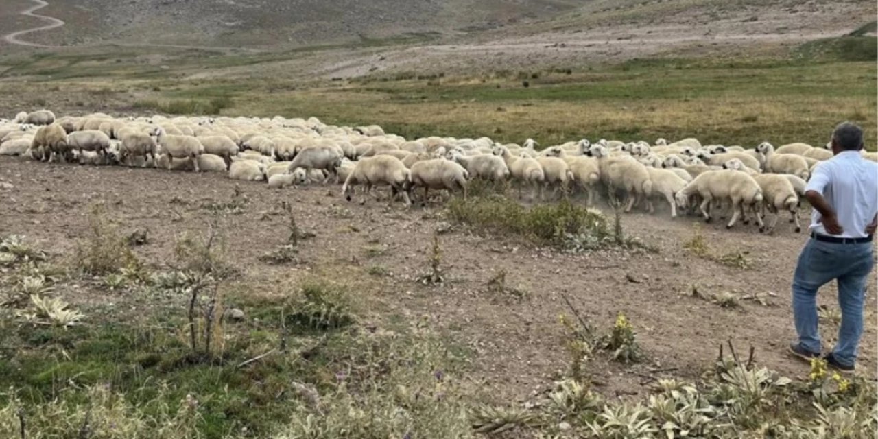 25 Bin Tl Maaşla Çoban Bulamıyorlar