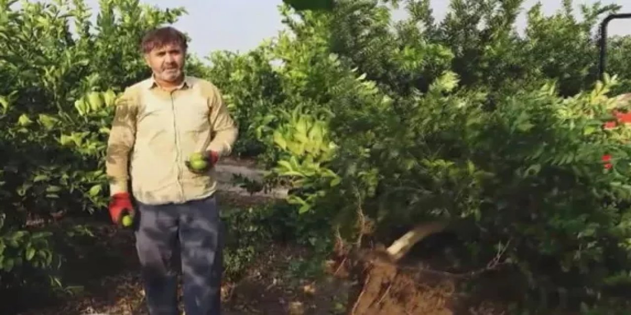 Tüccarın 3 TL'lik teklifine tepki gösteren çiftçi, limon ağacını söktü