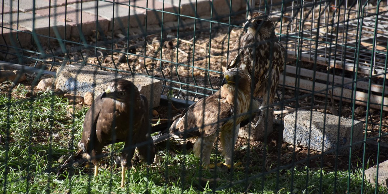 Şırnak'ta Nesli Tükenme Tehlikesi Altındaki 6 Kuş Korumaya Alındı