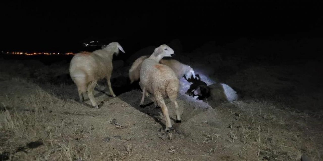 Kaybolan Koyunları Jandarma Buldu