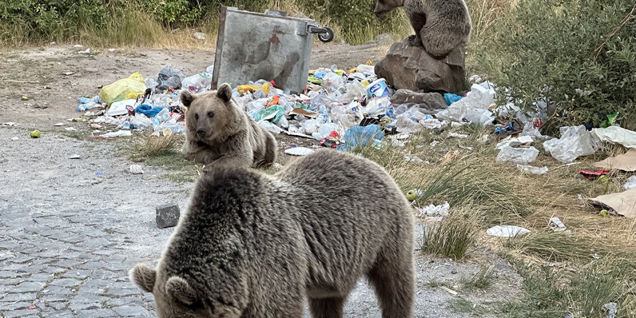 Nedir bu ayıların insanlardan çektiği!