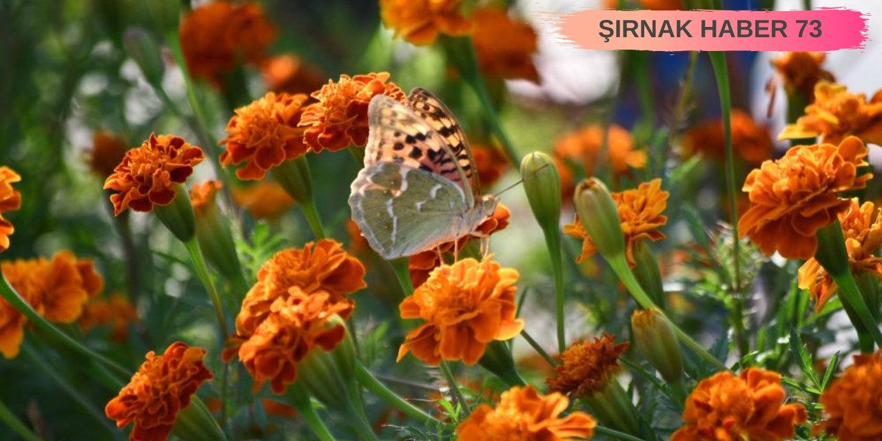 Şırnak'ta kelebekler son günlerini yaşıyor