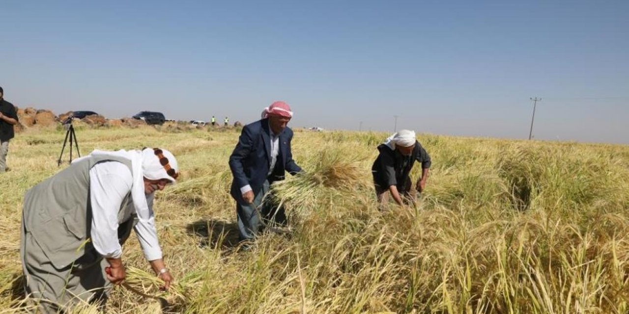 Tescilli Karacadağ Pirincinin Hasadına Başlandı