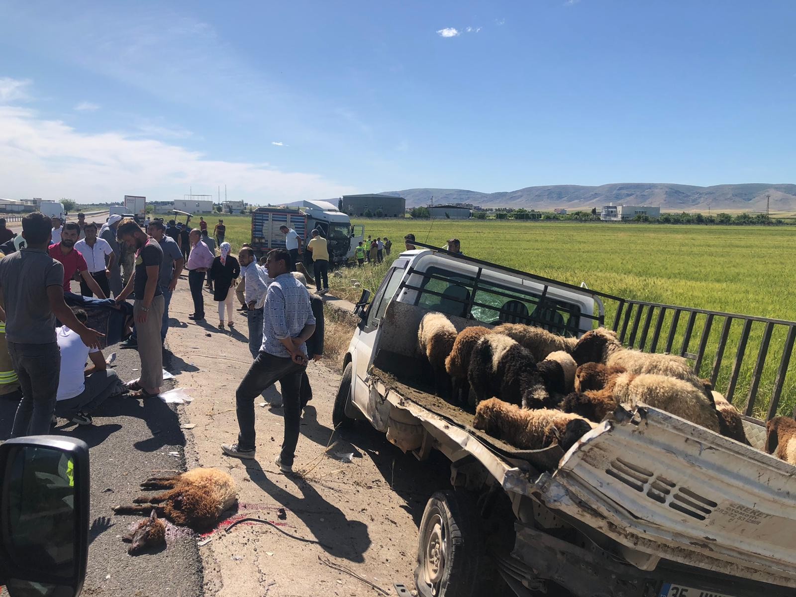 Tır, hayvan yüklü kamyonete çaptı: 1 ölü, 3 yaralı