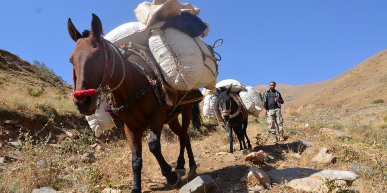 Şırnak'ta Yaylalarda Toplanan 'Heliz Otu' At Sırtında Beldeye İndiriliyor