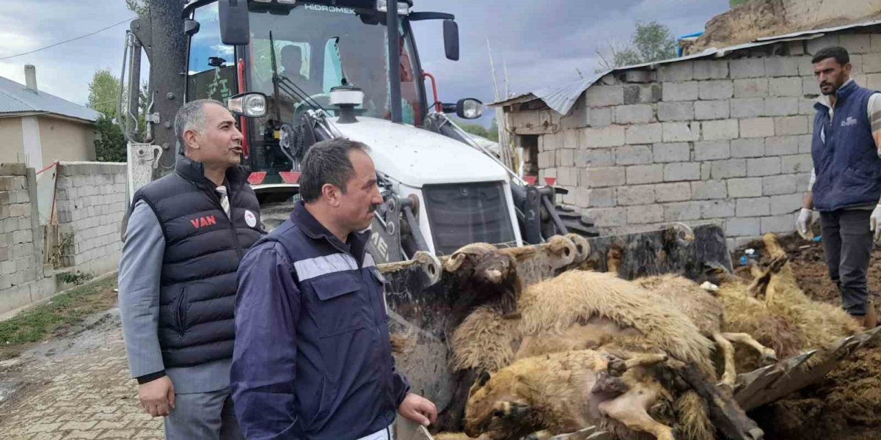 Ahıra girdiğinde şok oldu! 130 koyunu telef olmuş halde buldu!