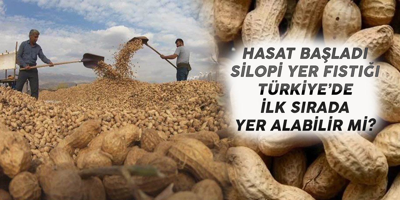 Silopi yer fıstığı fiyatları belli oldu