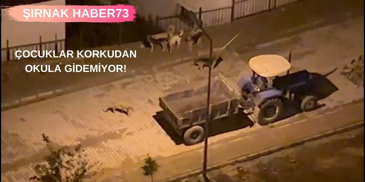 Şırnak'ta Başıboş Köpekler Tehlike Saçıyor! Müdahale İçin Birinin Ölmesi mi Gerekir?