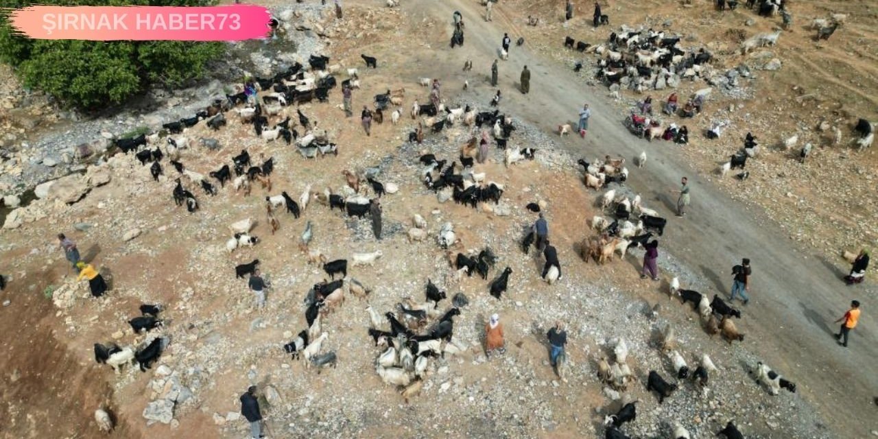 Şırnak’ta 35 Bin Lira Maaş Alan Çobanlar Tatile Girdi