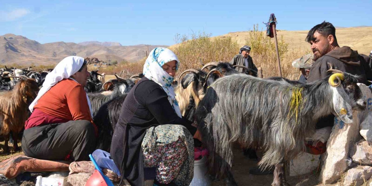 Şırnak'ın yaylalarında berivanlar daha iyi şartlarda çalışacak