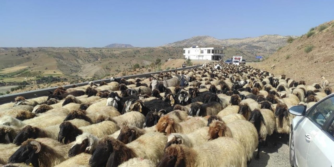 Kışa hazırlık: Göçerlerin zahmetli yolculuğu aylar sürüyor