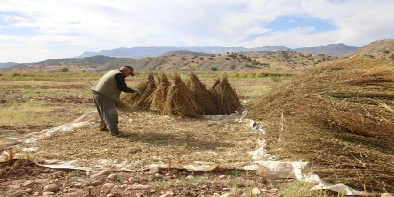 Şırnak’ta Hasadı Başladı! Binbir Derde Deva Susamda Hasat Dönemi