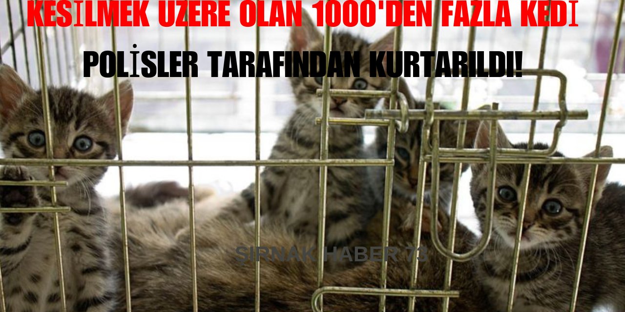 Et ticareti için kesilmesi beklenen 1000'den fazla kedi kurtarıldı