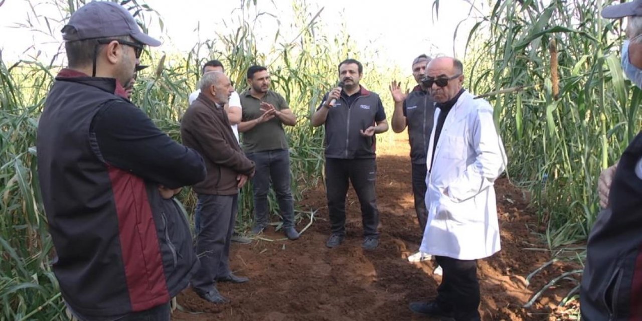 Şırnak Üniversitesi öncülüğünde üretilen bu bitki, çölyak hastaları için önemli bir adım olacak