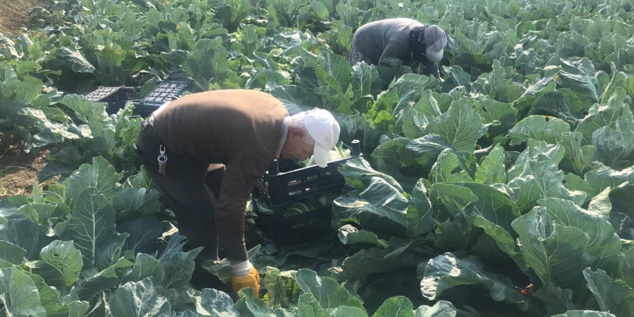 70 bin tane ekti, hasat yaparken bir tanesini görünce gözlerine inanamadı