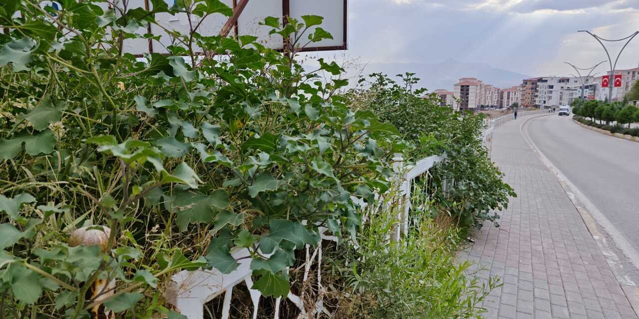 Şırnak’ta her köşe başında kendiliğinden yetişiyor, kimse ne olduğunu bilmiyor