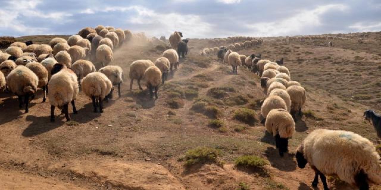 Çoban uyudu, hırsızlar uyumadı! Tam 330 hayvan çalındı!