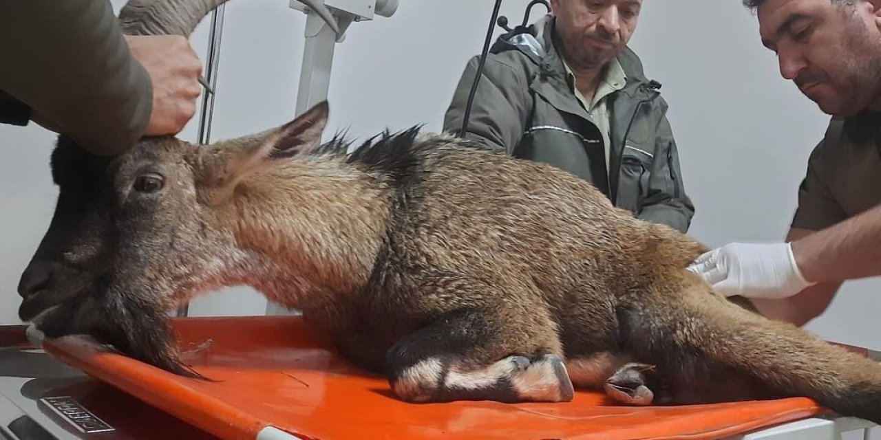Yaralı bulunan dağ keçisi tedavi altına alındı