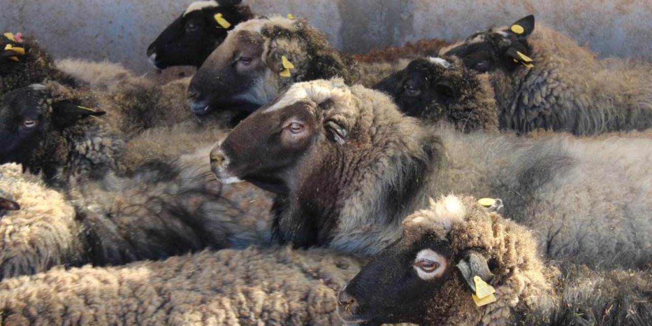 'Kuzu makinesi' olarak bilinen bu koyun ırkı artık Siirt’te yetiştiriliyor